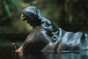 Un ippopotamo in uno specchio d'acqua con la bocca aperta