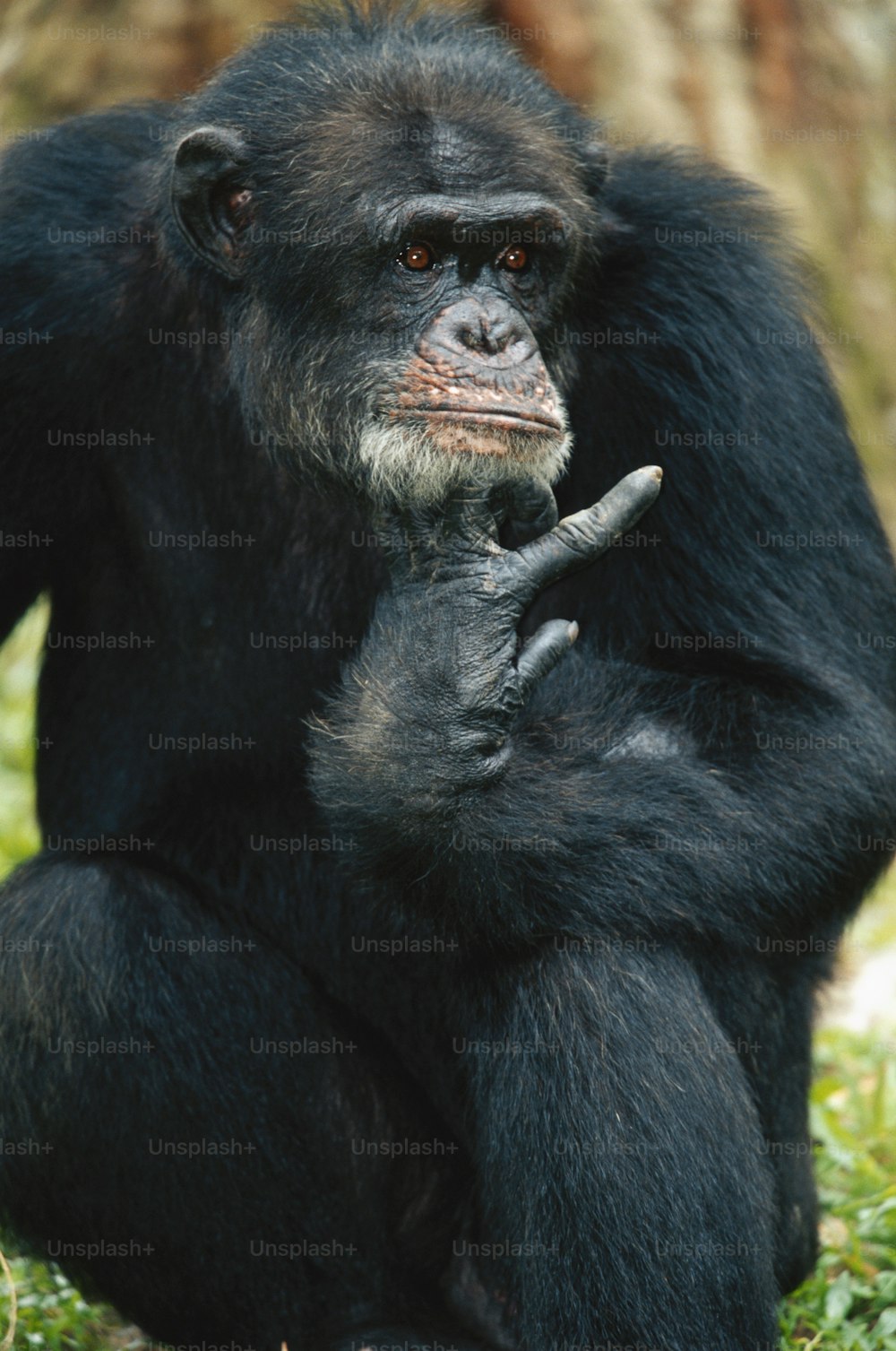 a black and white monkey sitting on the ground