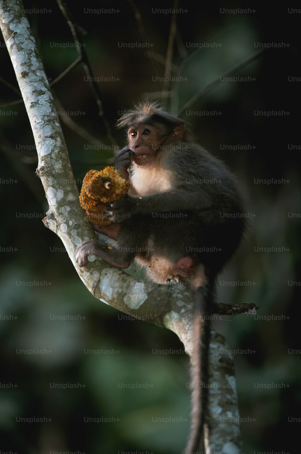 a monkey sitting on a tree branch eating a banana