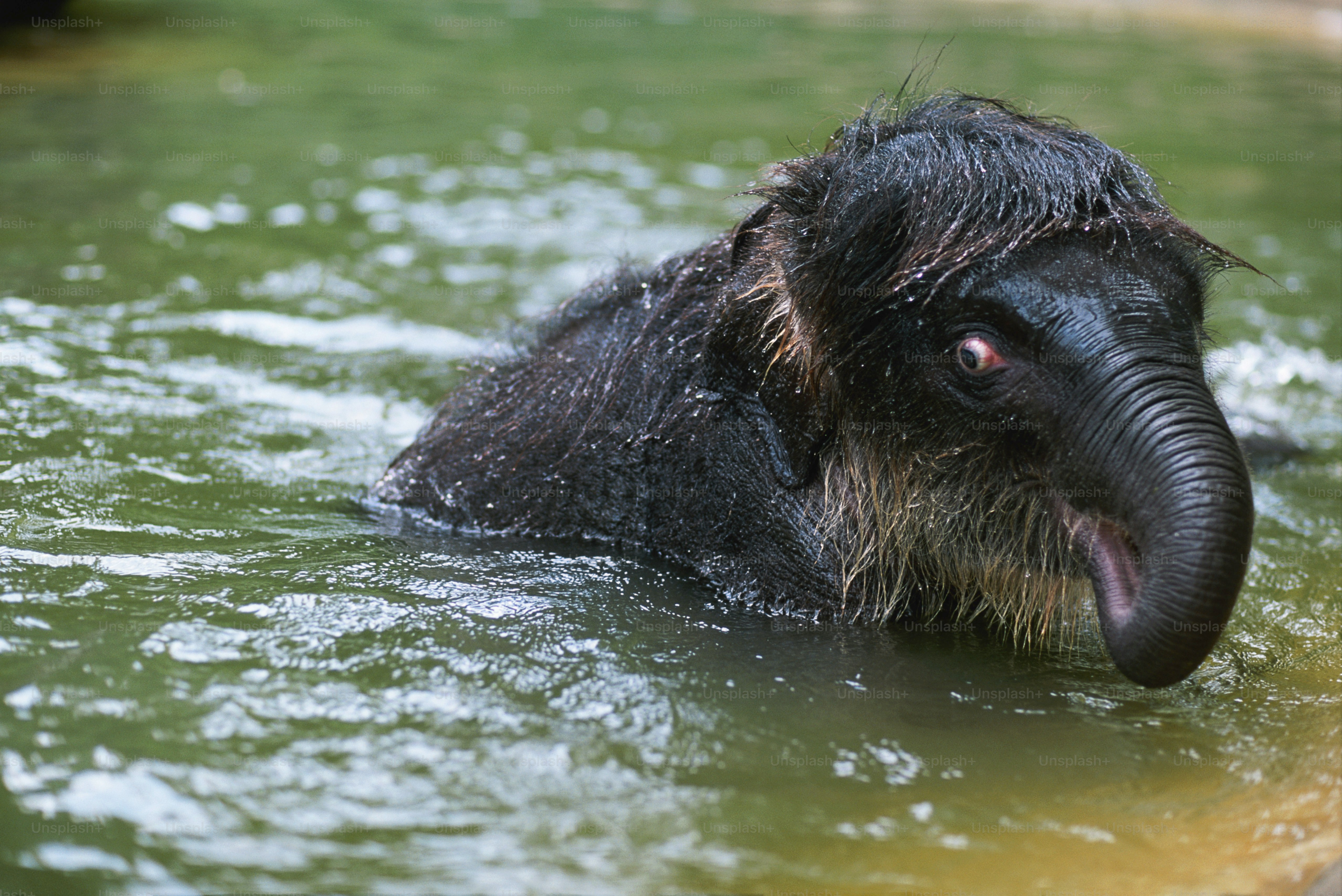 an elephant in the water with its mouth open