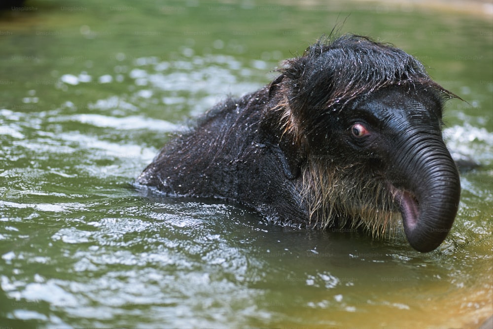 Un elefante en el agua con la boca abierta