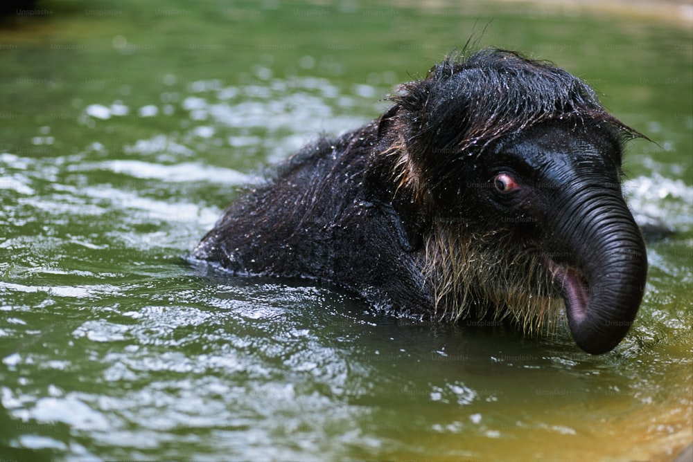 an elephant in the water with its mouth open