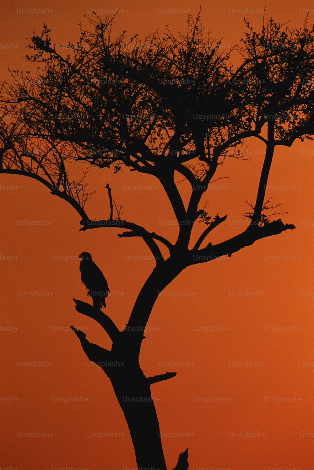 a silhouette of a tree with a bird perched on it
