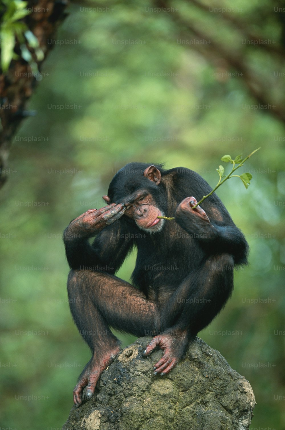 Un petit singe assis au sommet d’un rocher