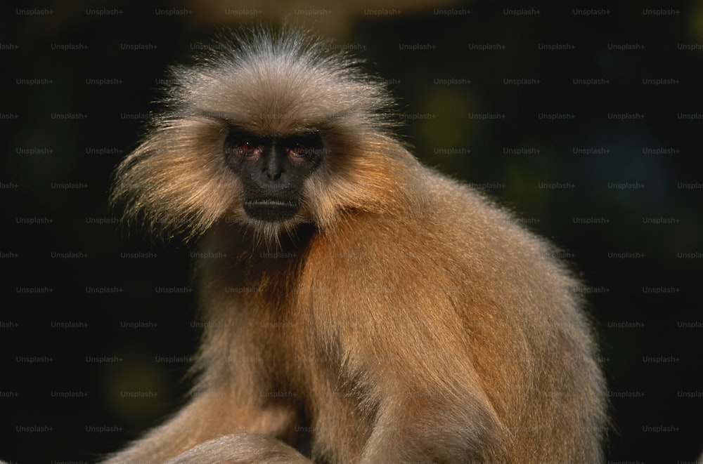 나뭇가지 위에 앉아 있는 갈색 원숭이