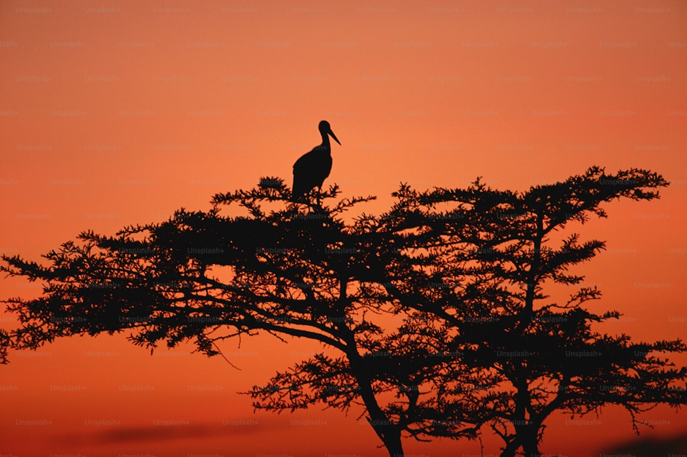 um pássaro sentado em cima de uma árvore ao pôr do sol