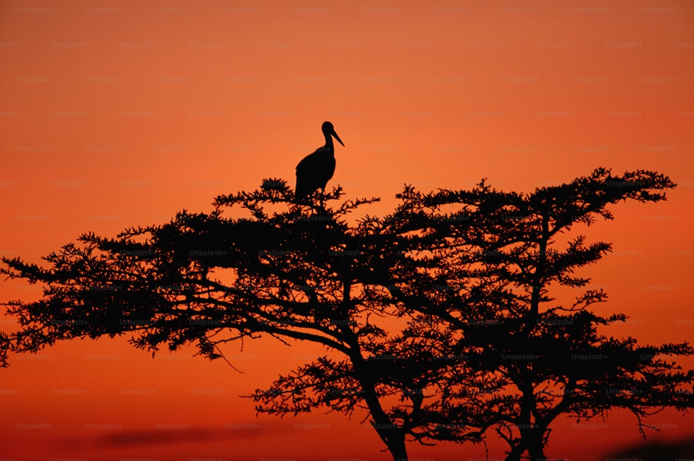 a bird sitting on top of a tree at sunset
