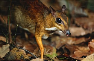 a small animal standing on top of leaves