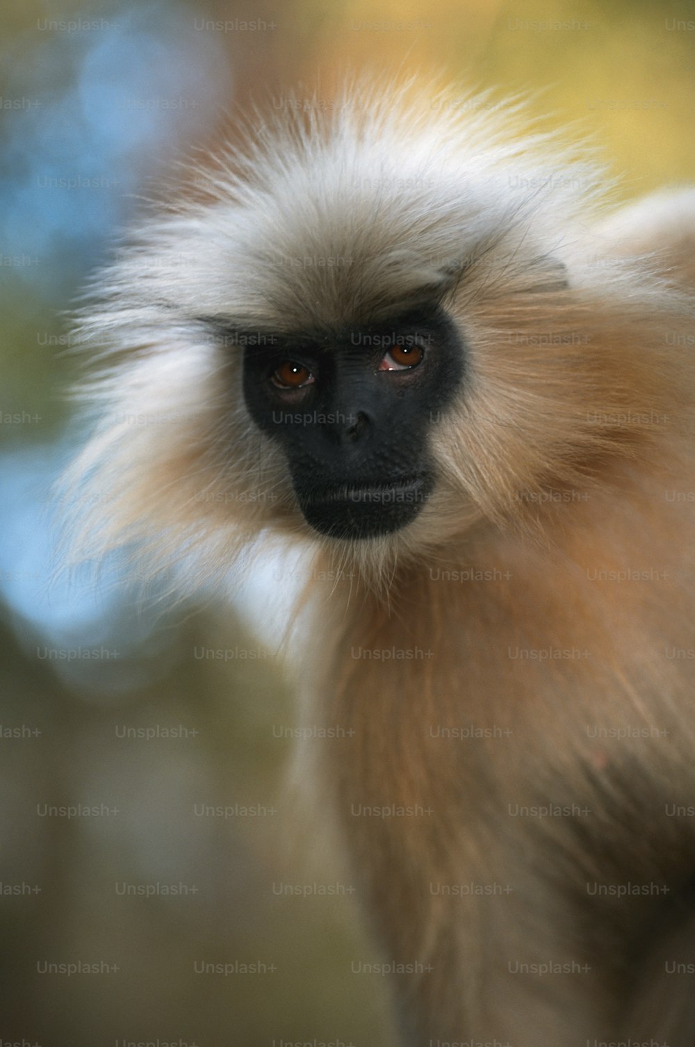 a close up of a monkey with a blurry background