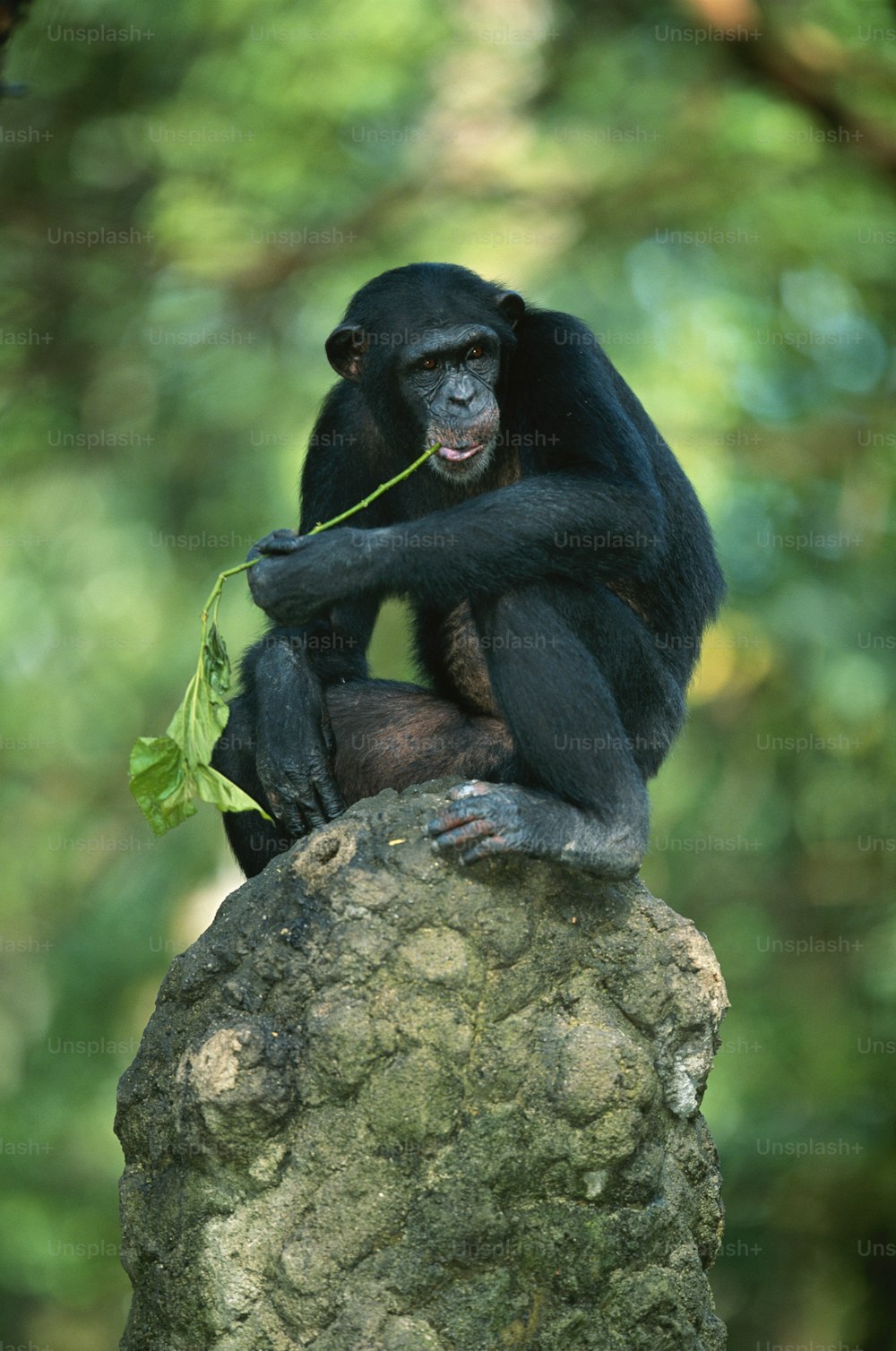 una scimmia seduta sulla cima di una roccia che mangia una foglia