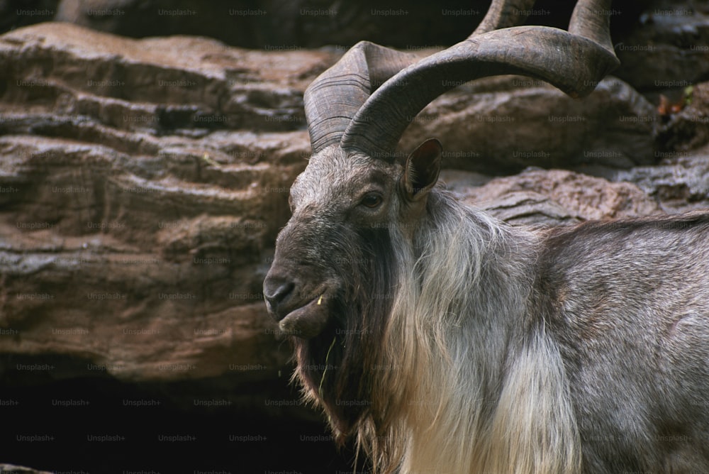 a goat with long horns standing in front of rocks