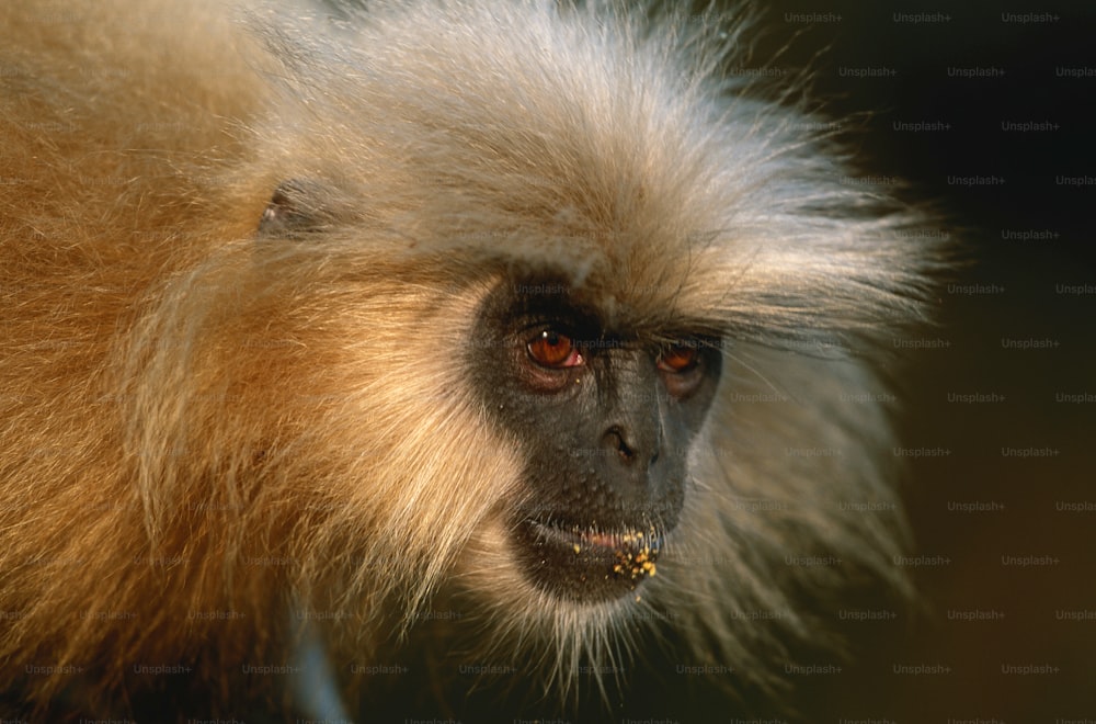 Un primo piano di una scimmia con uno sfondo sfocato