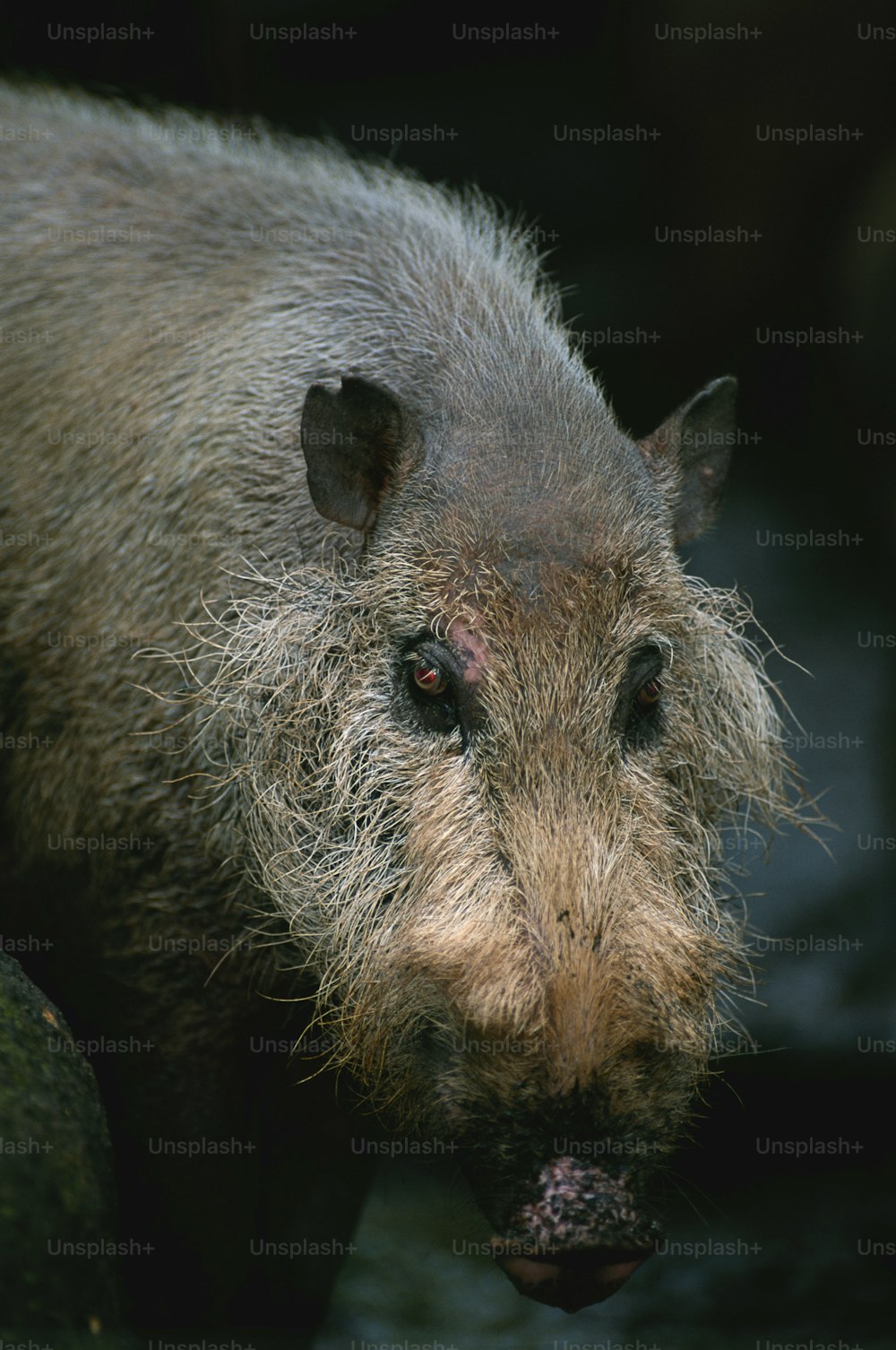 a wild boar is standing in the water