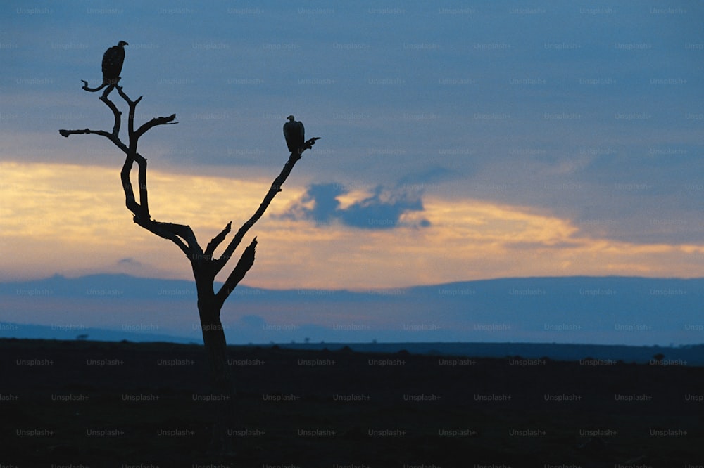 two birds are perched on a bare tree
