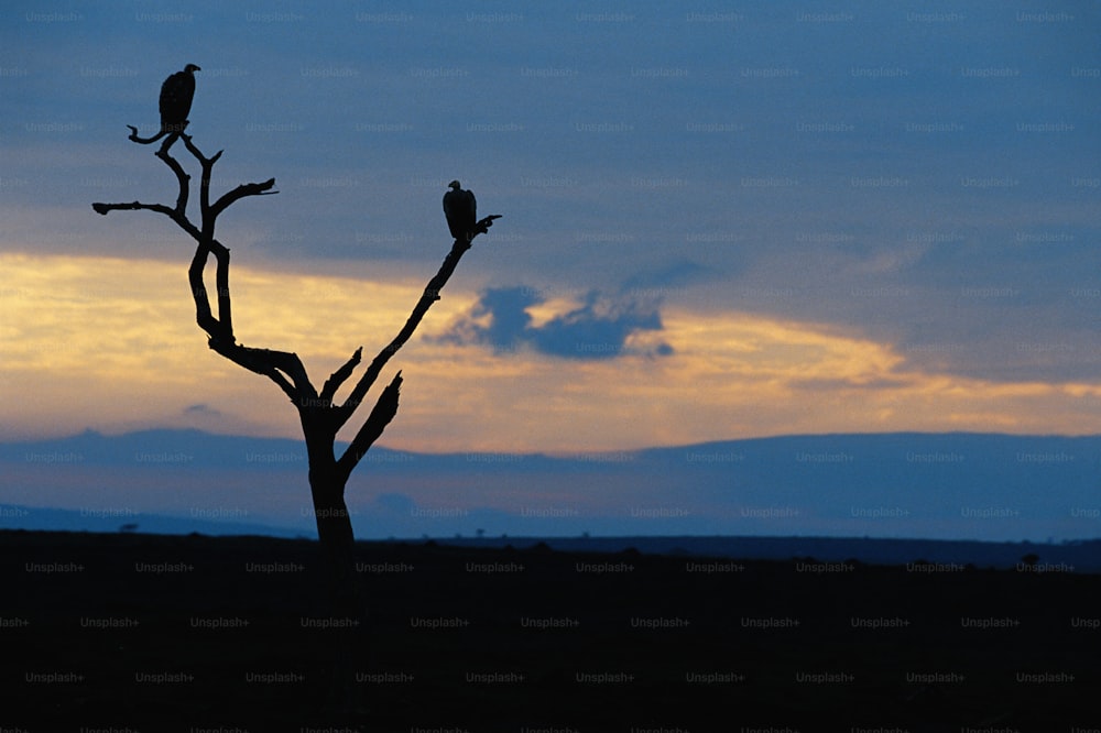 two birds are perched on a bare tree