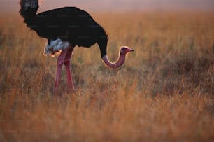 an ostrich is standing in a field of tall grass