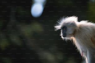 a close up of a monkey with a blurry background