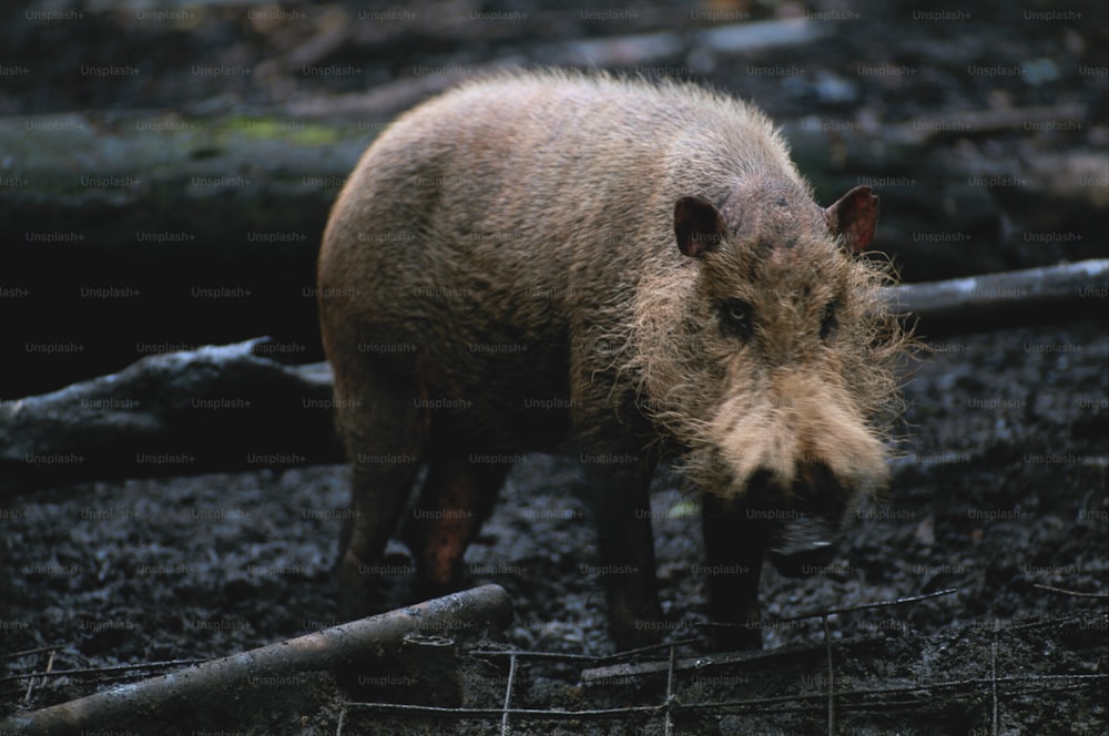 a warthog is standing in the mud