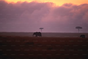 um casal de elefantes em pé em cima de um campo coberto de grama