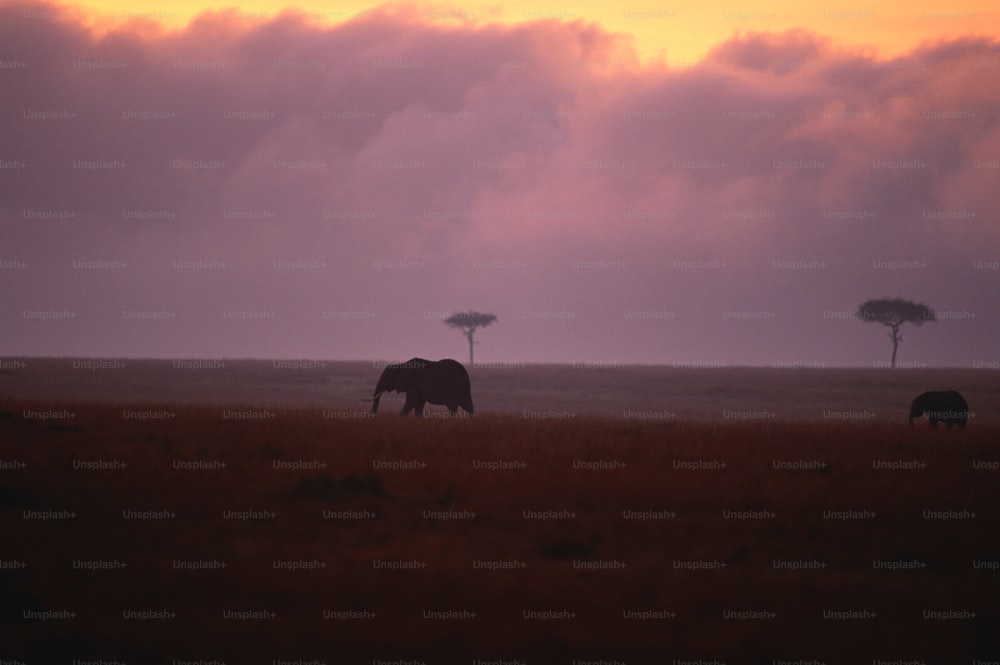 Un paio di elefanti in piedi in cima a un campo coperto di erba
