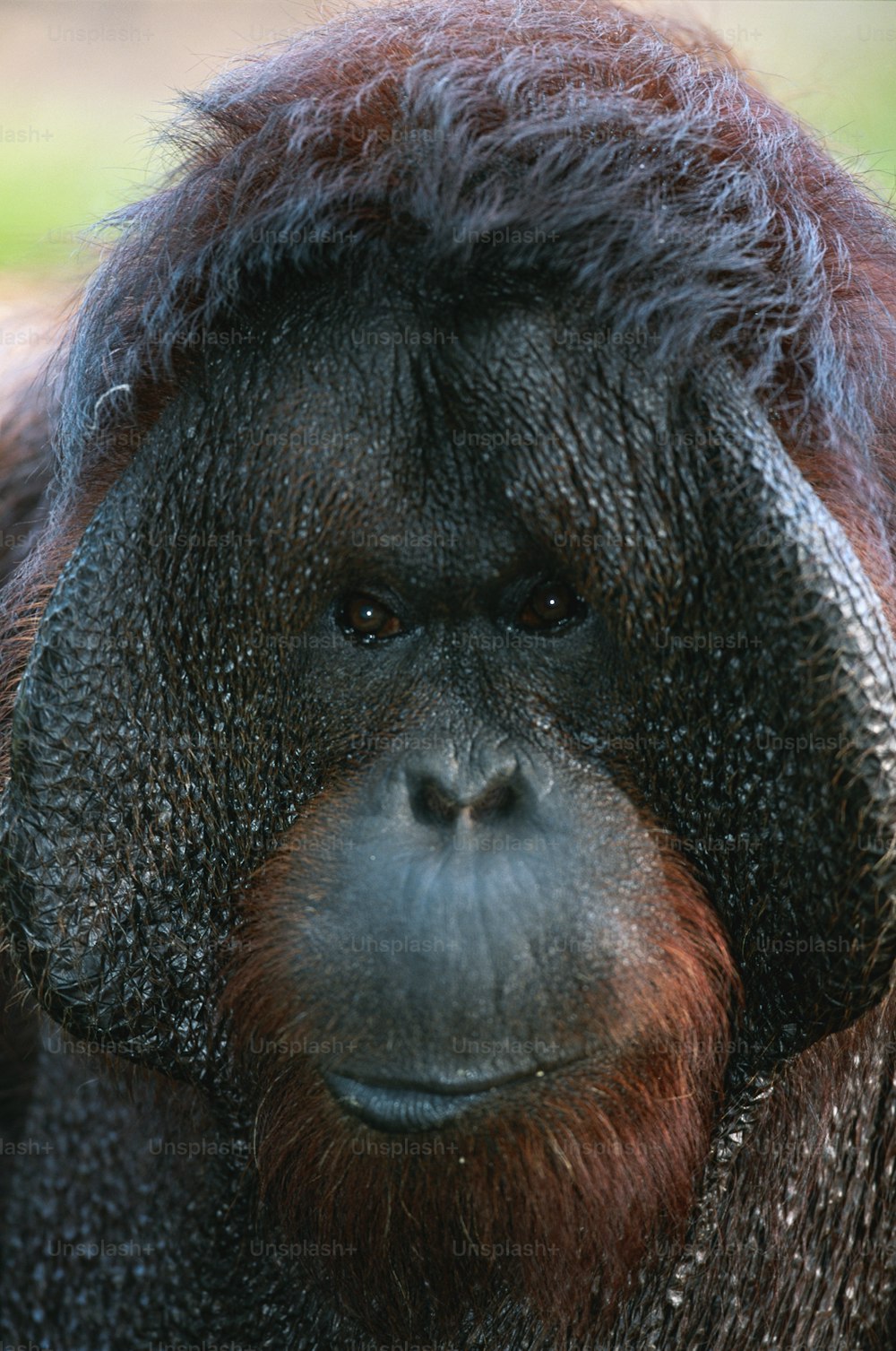 Eine Nahaufnahme des Gesichts eines Affen mit verschwommenem Hintergrund