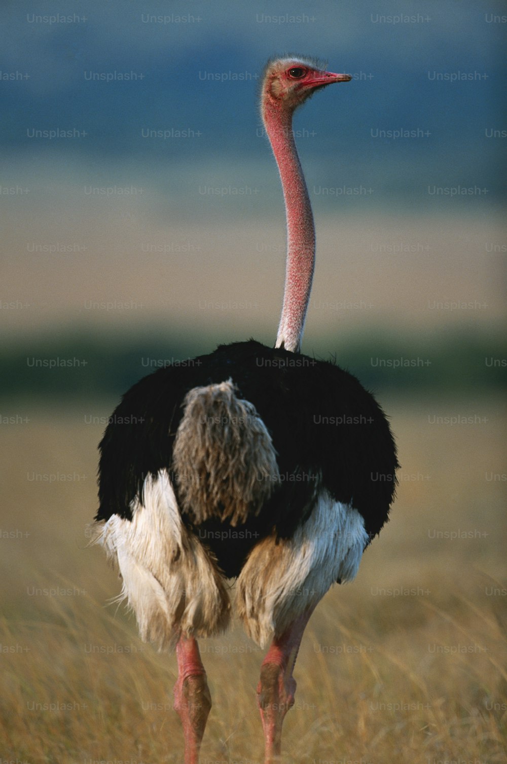 an ostrich standing in a field with a sky background