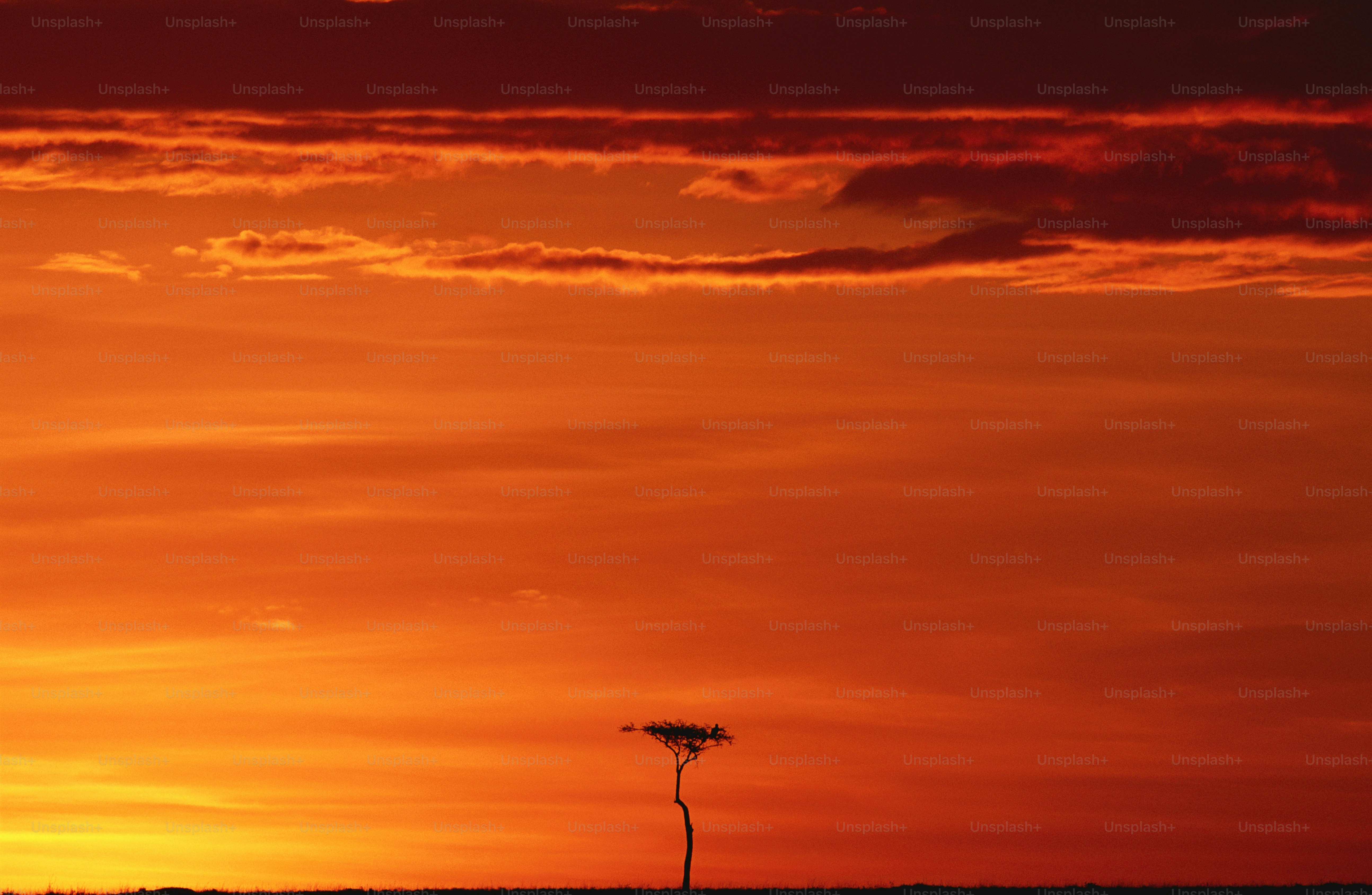 a lone tree is silhouetted against an orange sky