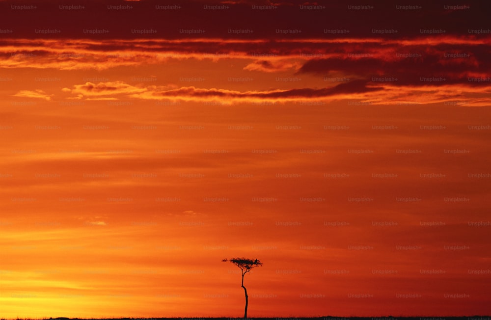 Un arbre solitaire se dessine sur fond de ciel orange