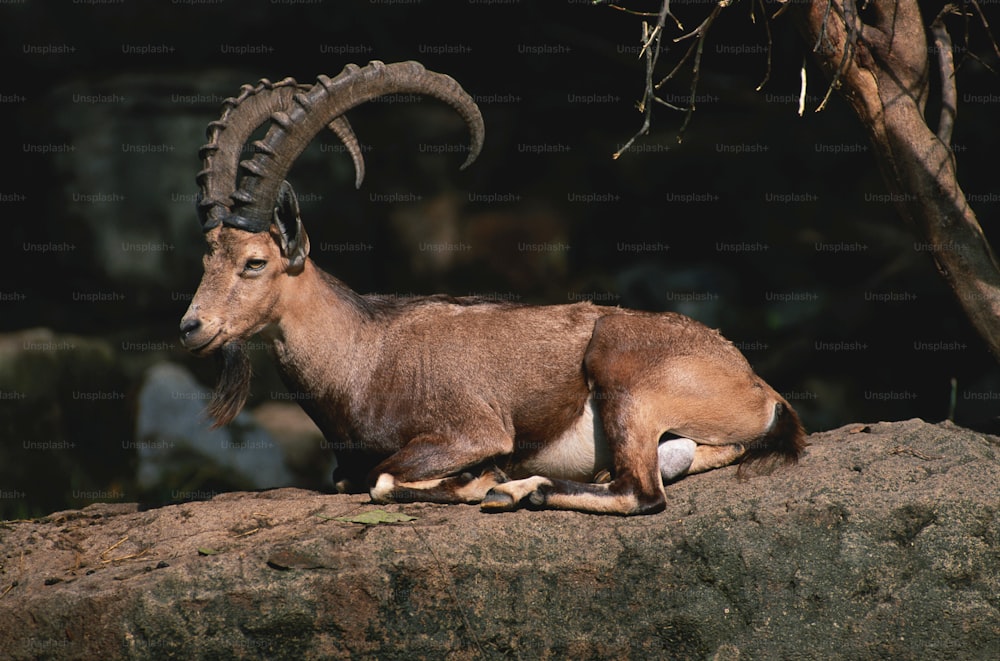 a goat with large horns sitting on a rock