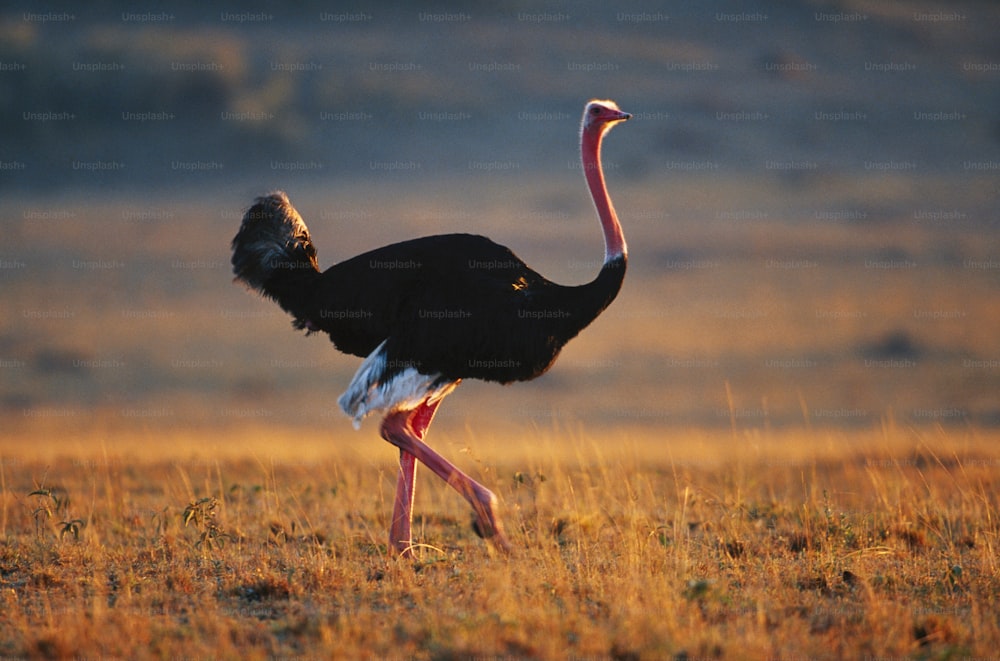 um avestruz está andando em um campo