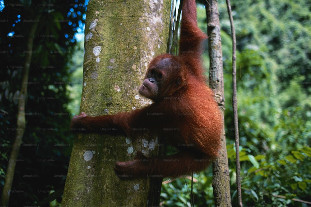 Un oranguel appeso a un albero nella giungla