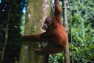 Ein Oranguel, der an einem Baum im Dschungel hängt