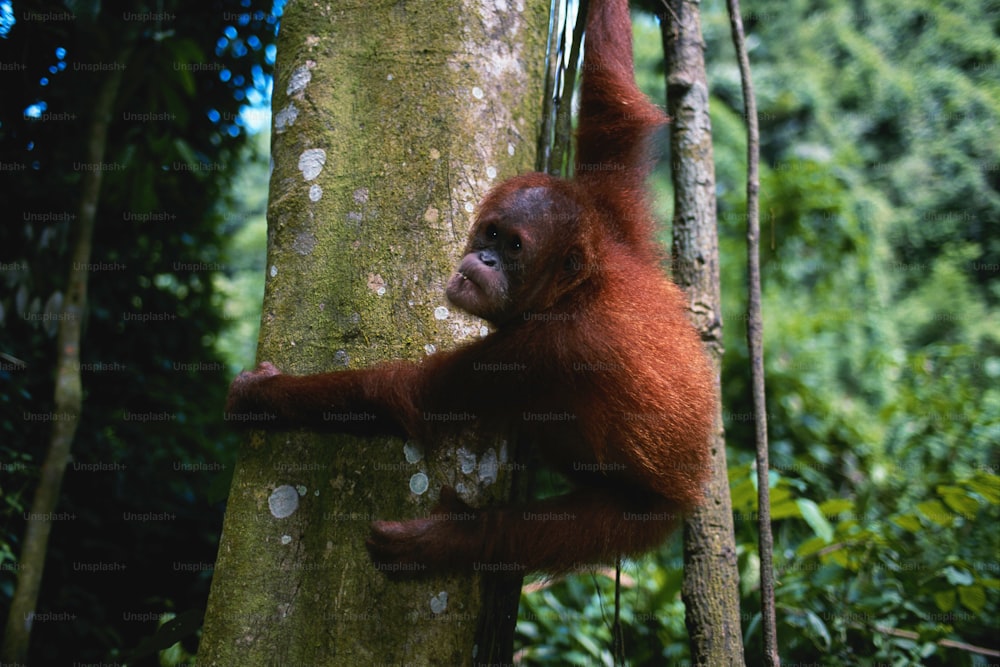 an oranguel hanging from a tree in the jungle