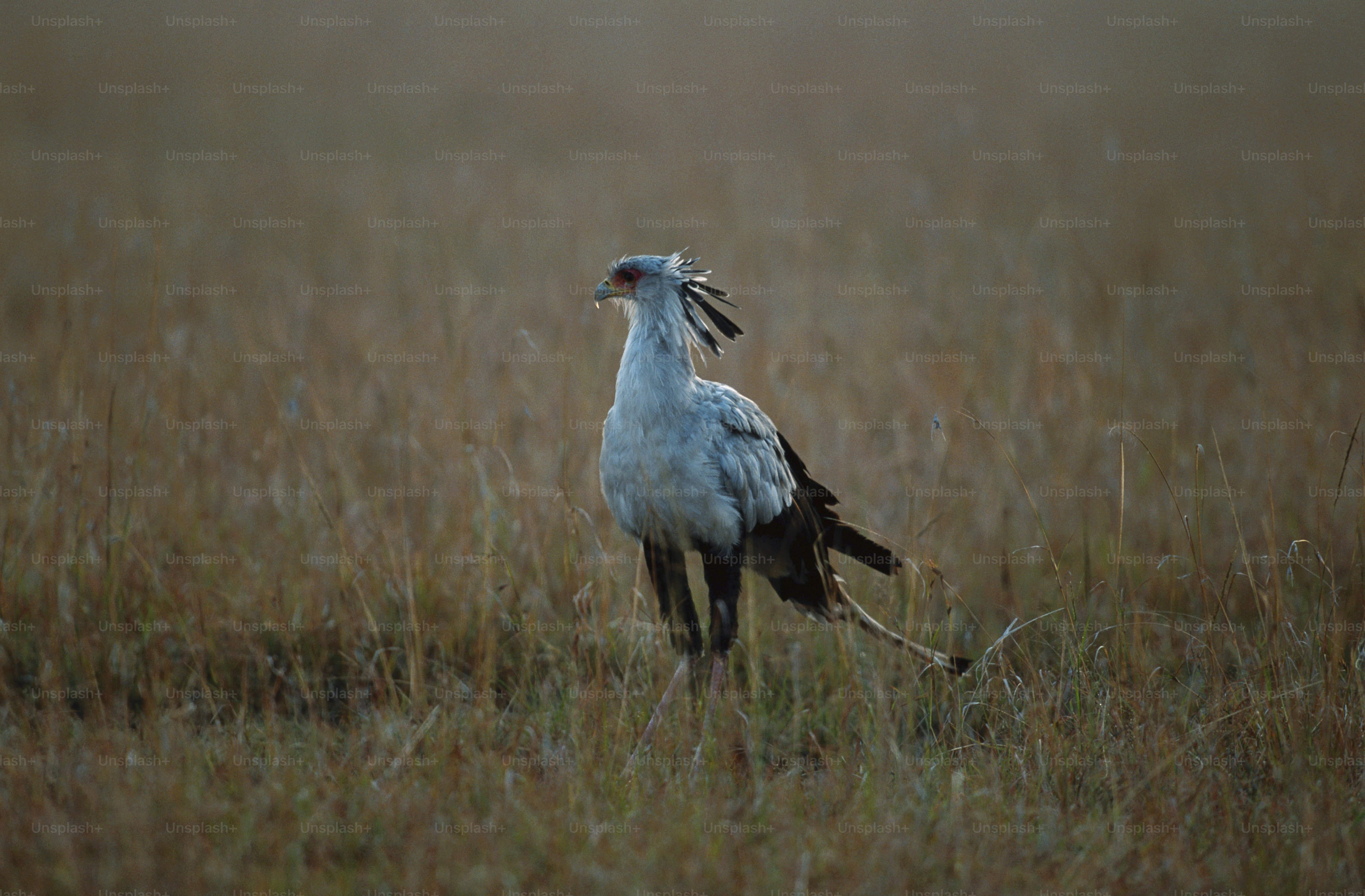 a large white bird standing on top of a dry grass field
