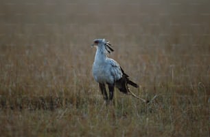 un grande uccello bianco in piedi in cima a un campo di erba secca