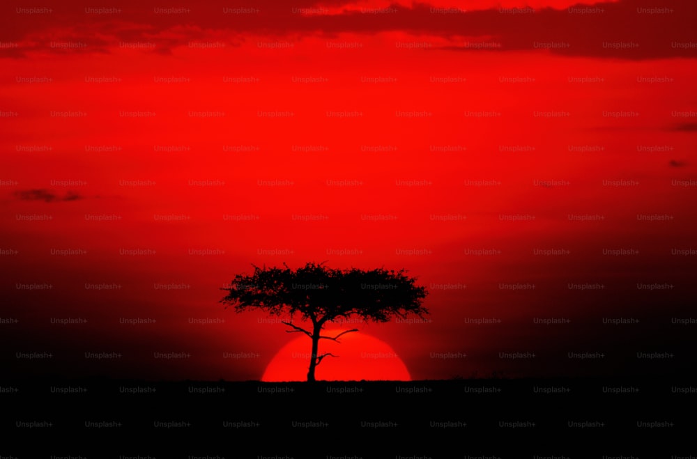 the sun is setting behind a lone tree