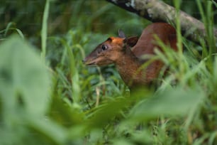 a small deer standing in a lush green forest