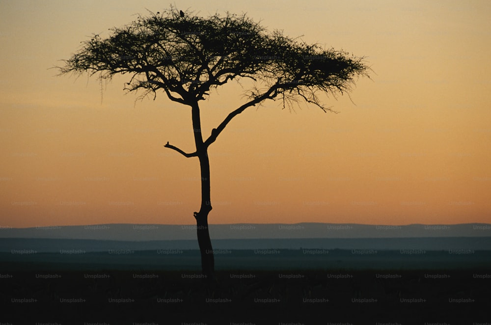 a lone tree is silhouetted against a sunset sky