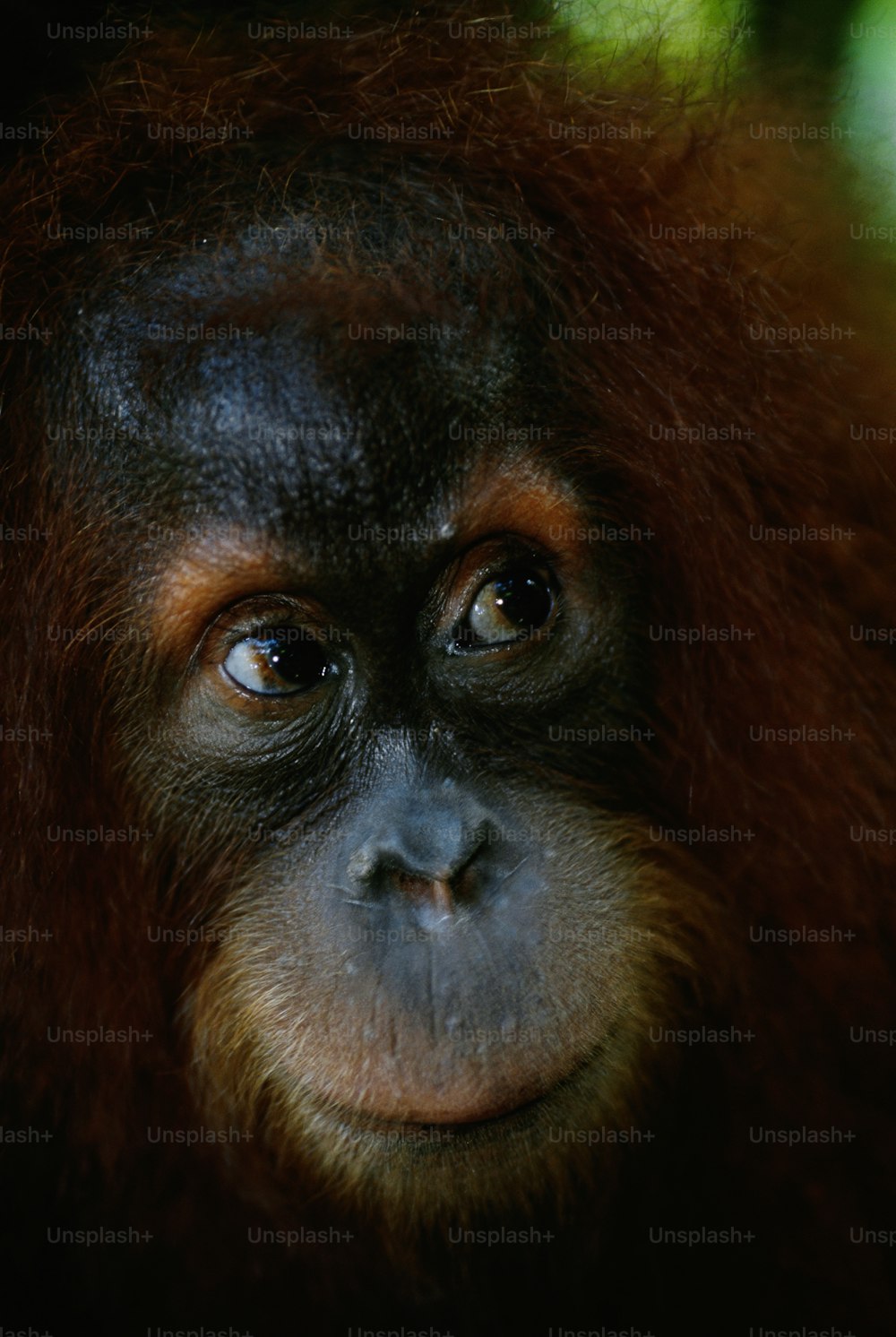 背景がぼやけた猿の顔の接写