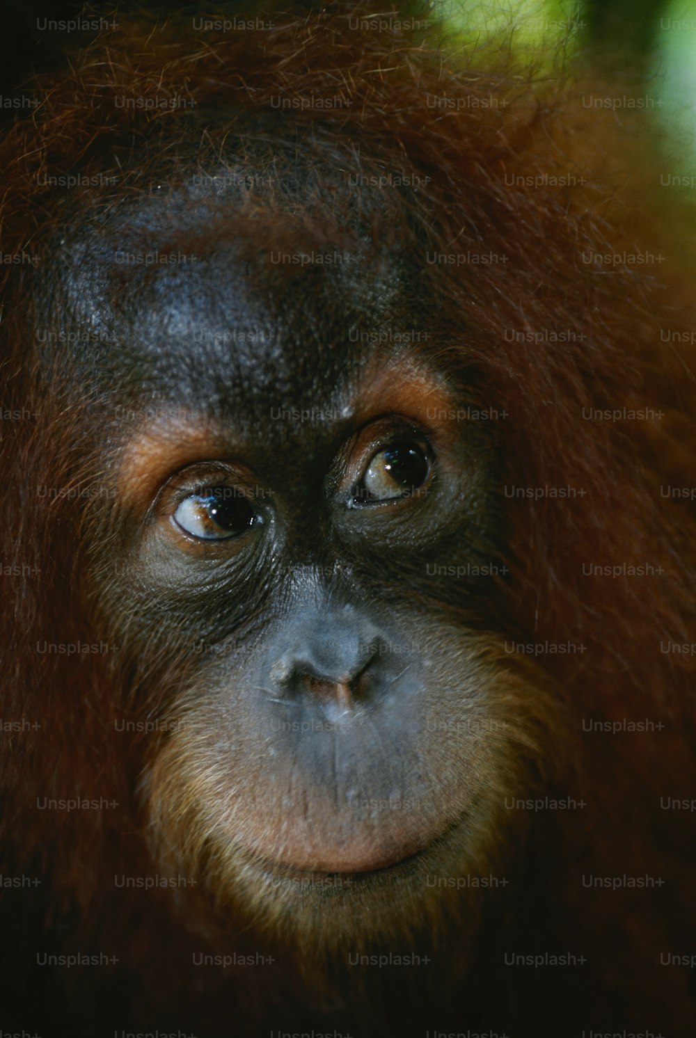 Eine Nahaufnahme des Gesichts eines Affen mit verschwommenem Hintergrund