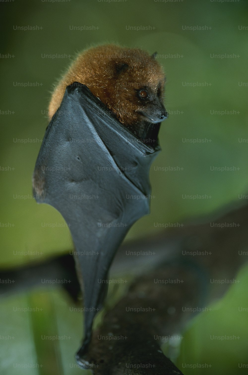 a bat hanging upside down on a tree branch