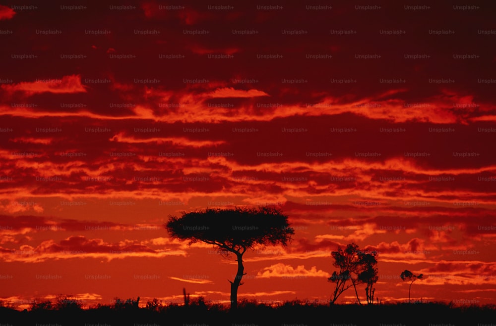 un cielo rosso con alcune nuvole e alberi