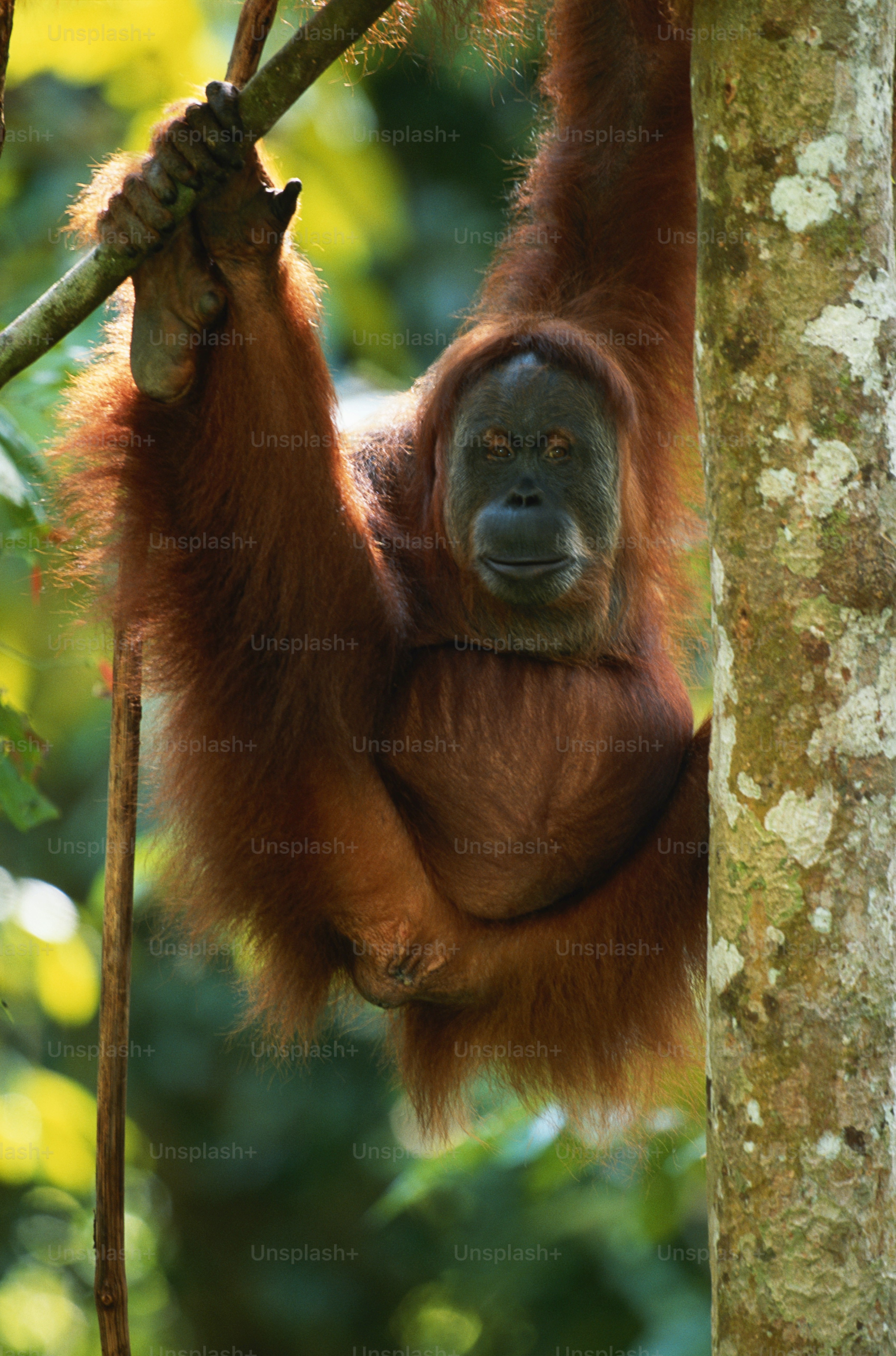 Seekor bayi oranguel tergantung di cabang pohon