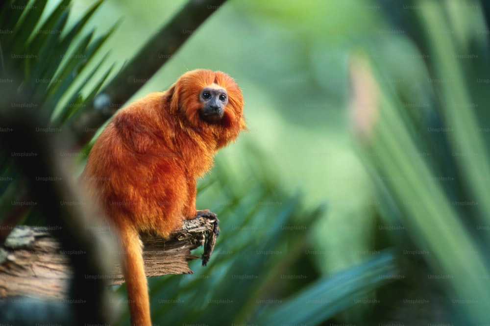 um macaco dourado sentado em um galho de árvore