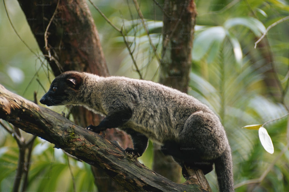 a small animal on a tree branch in a forest