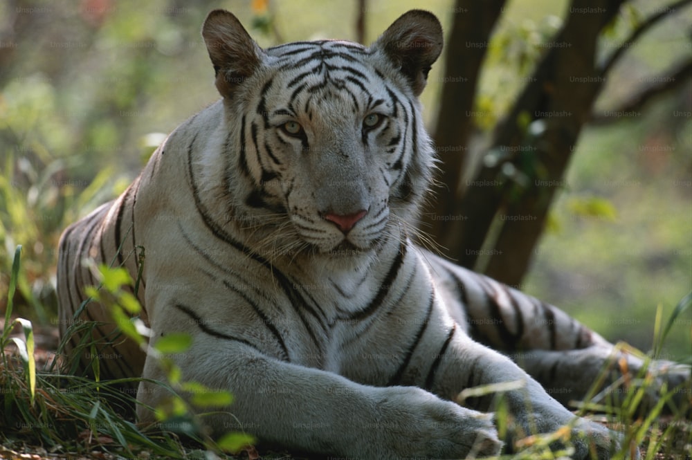 a white tiger laying down in the grass