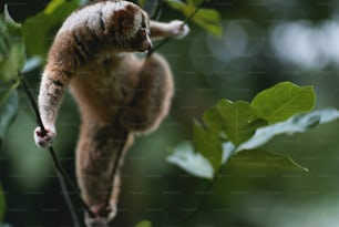 a small animal hanging from a tree branch