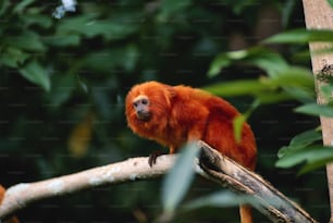 a red monkey sitting on a tree branch