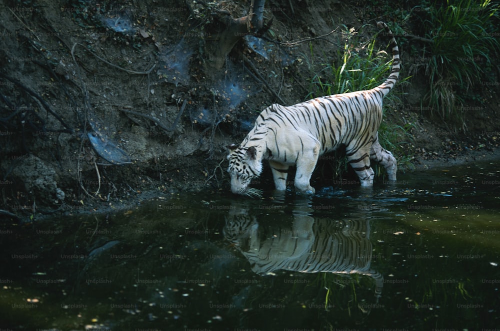 Una tigre bianca che beve acqua da uno stagno