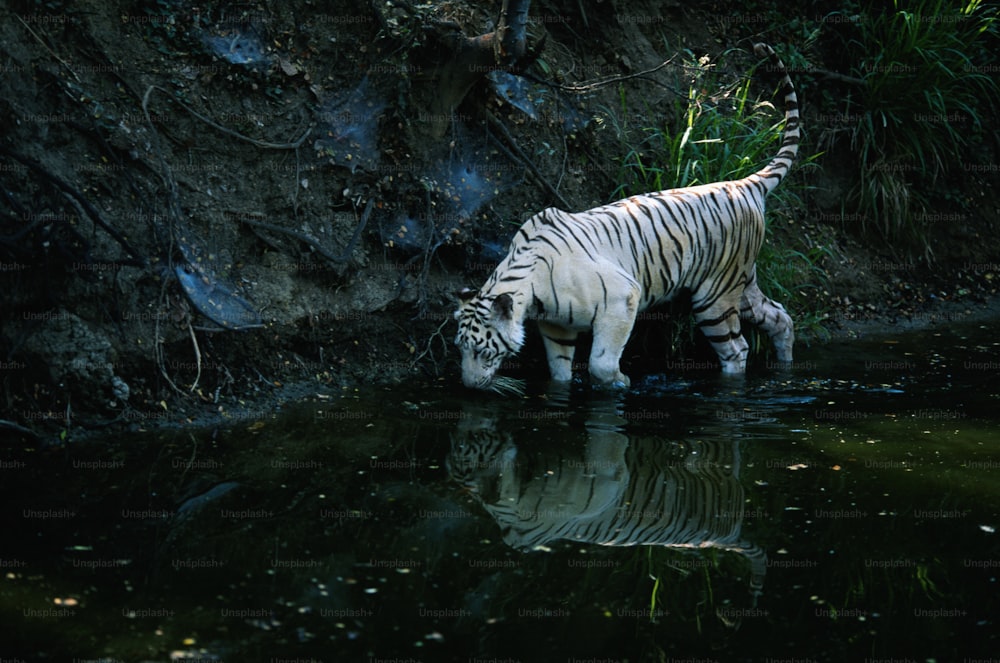 a white tiger drinking water from a pond